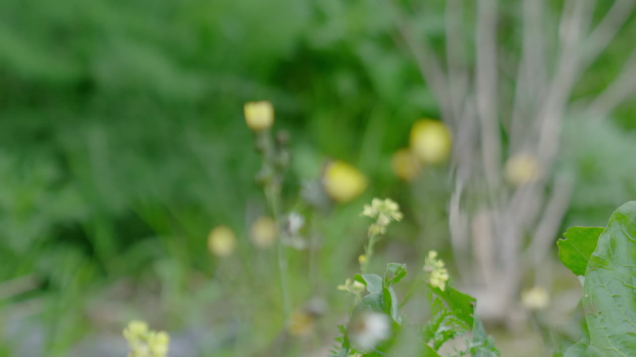 Pulling focus between some small flowers.