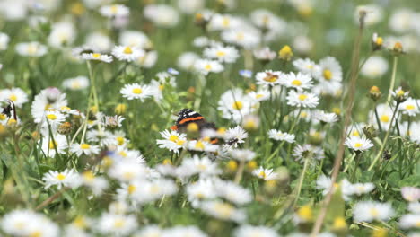 orange and black butterfly on a daisy spring sunny day