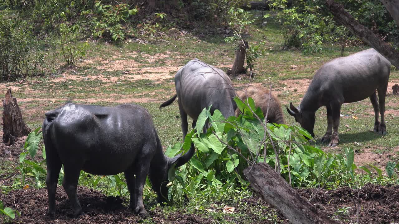 Group of Water Buffalo Graving in a Lush Green Clearing