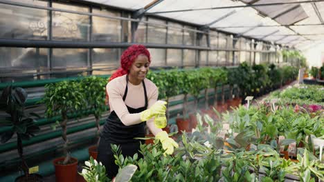 young indian woman watering plants in a greenhouse - eco hobby concept