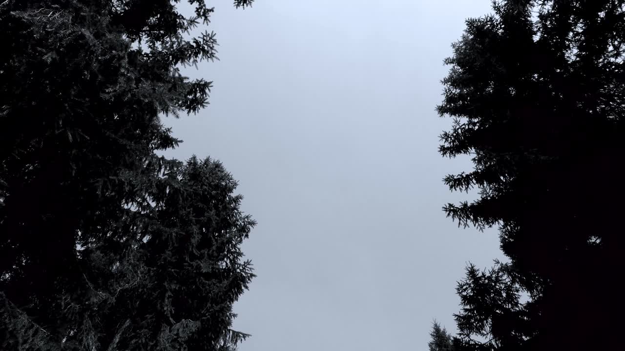 pov прогулка по парку природного заповедника в европе