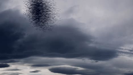 a massive flock of swarming starling birds.