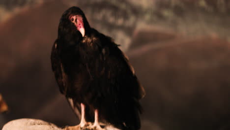 desert new age turkey vulture condor bird sits purched in the evening