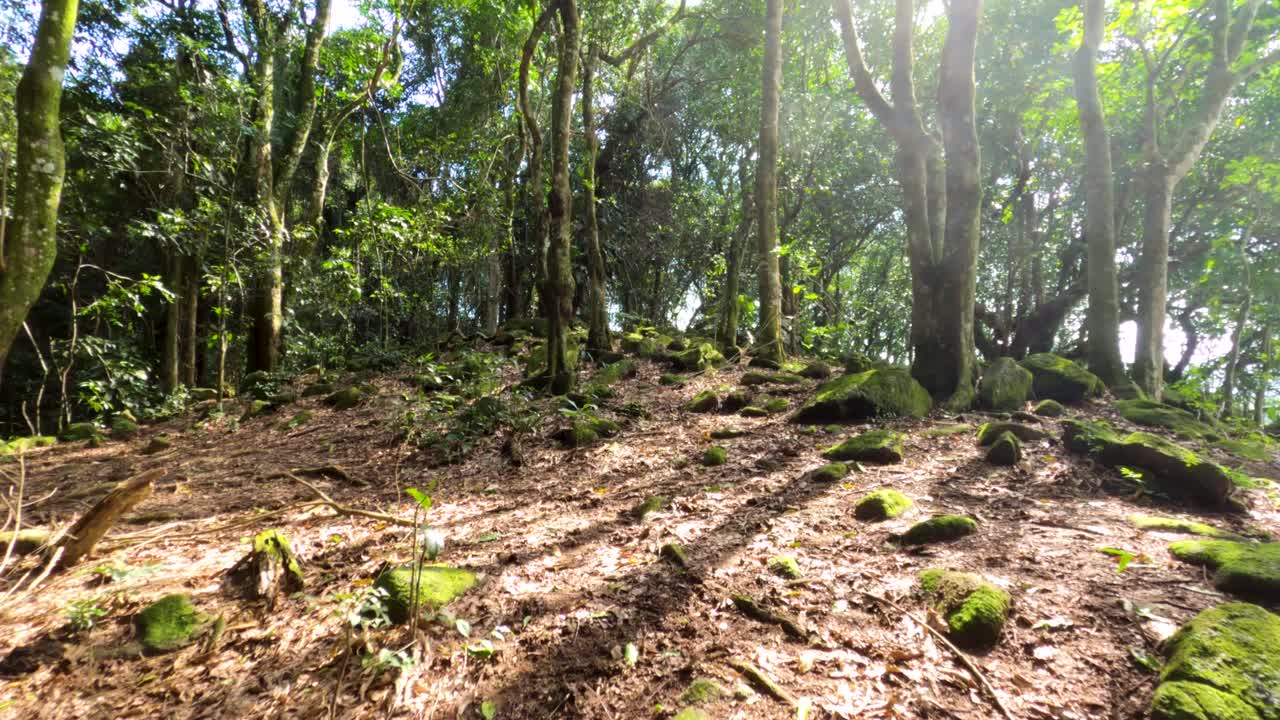 태양의 반사를 배경으로 숲속의 나무들 사이를 걷다