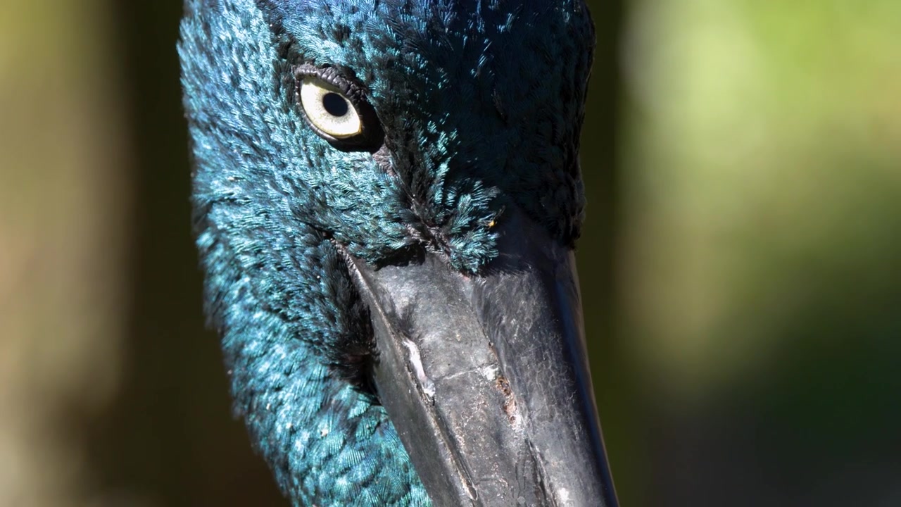Gedetailleerde close-up van de iriserende kop en het oog van een zwartnekooievaar in Sancrox, Australië