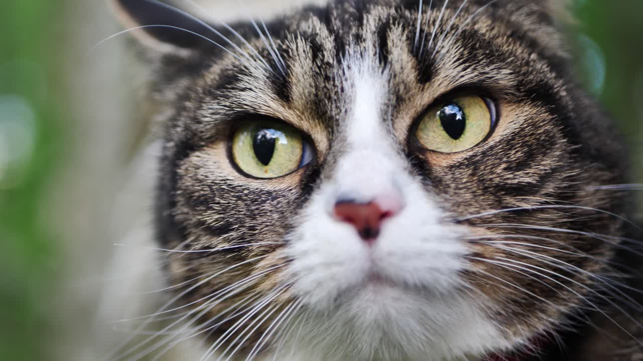 Il gatto spaventato seduto su un ramo di betulla.