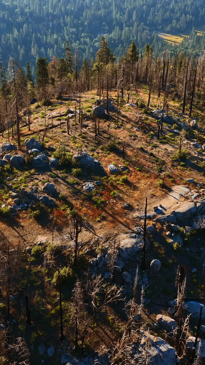 Rising above the plain top of the mount with dry pine trees on. Gorgeous greenery in the scenery at backdrop. Vertical video