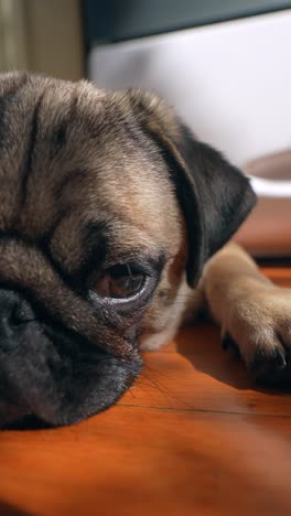 sleepy pug puppy