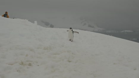 funny penguin hops over snow and around tourists in antarctica