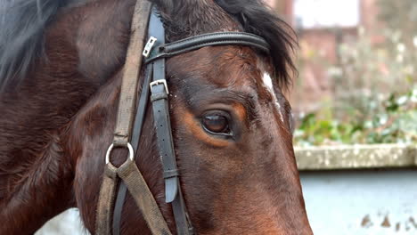 View-of-a-horse-head-with-equipment