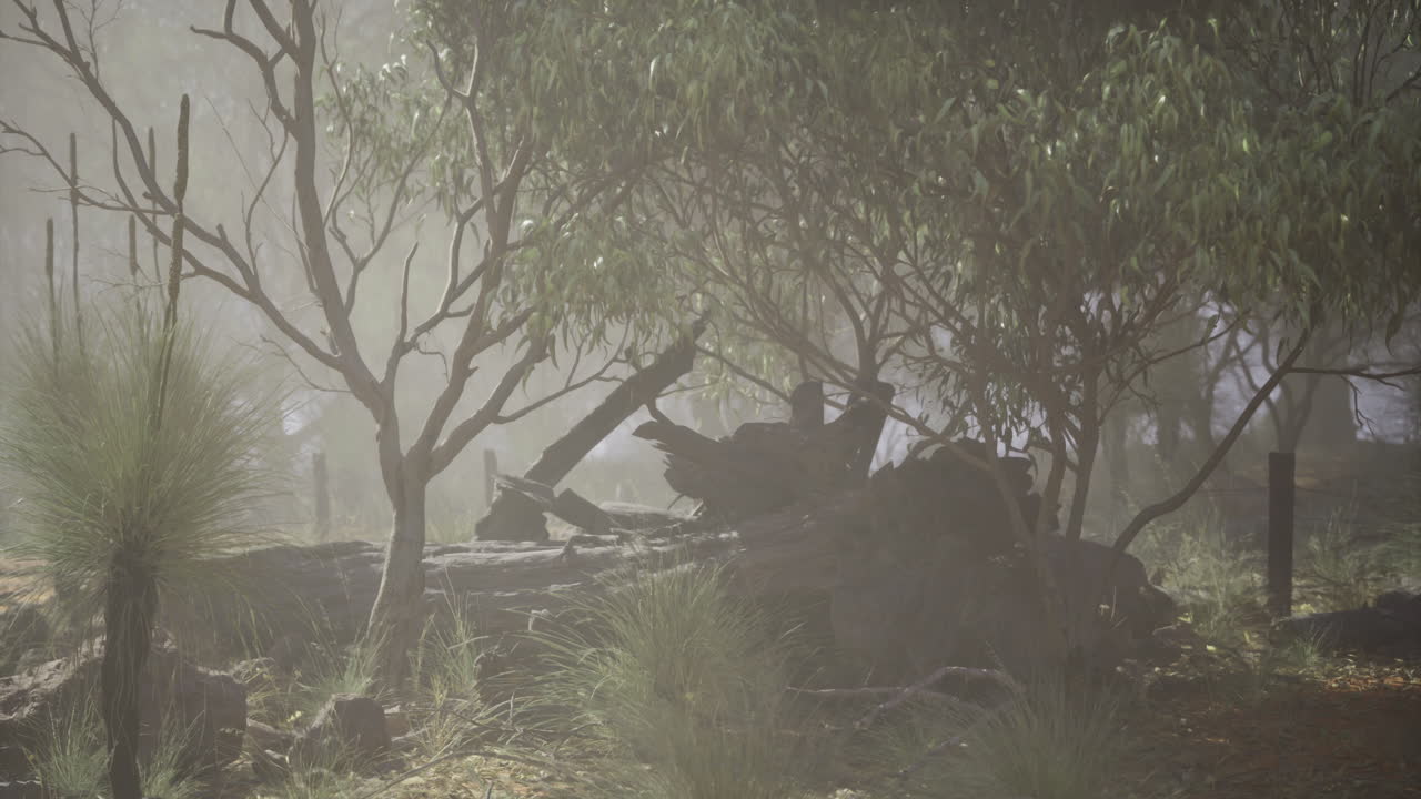 Misty forest landscape with tall trees and underbrush at dawn