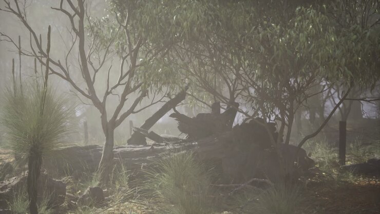 Misty forest landscape with tall trees and underbrush at dawn