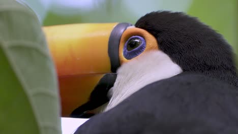 Incredibly-detailed-close-up-of-the-colorful-head-of-a-fascinating-Ramphastos-Toco-in-South-America-rainforest