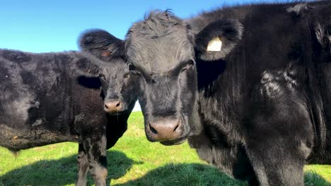 Zwei-Schwarze-Kühe-Kauen-Langsam-In-Die-Kamera