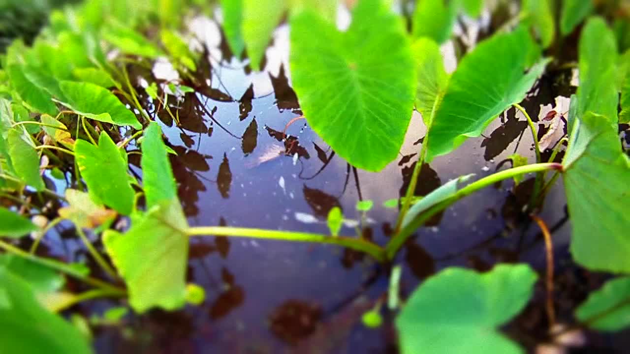 늪이나 습지를 통과하는 pov 무빙 샷