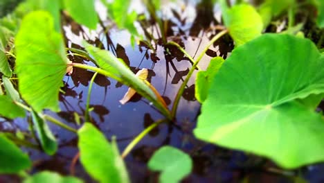 POV-moving-shot-through-a-swamp-or-wetlands