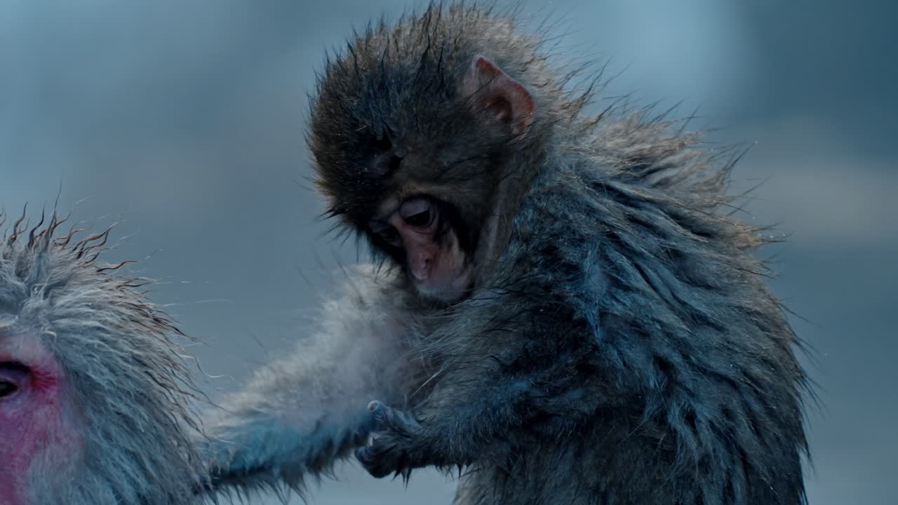 A charming baby snow monkey enjoys the warm waters of the onsen in Jigokudani, Japan.