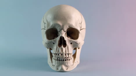 human skull