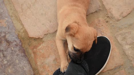 indian street pup gnawing soft jeans of a standing person on the streets. the puppy has fun with the person