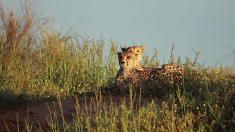 two cheetah brothers laying on a dune in the kgalagadi transfrontier park in golden light