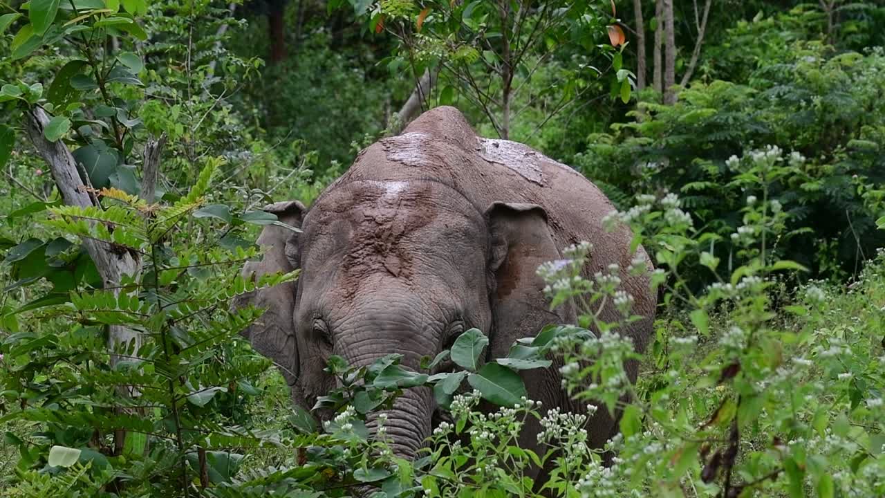 los elefantes asiáticos son especies en peligro de extinción y también son residentes de tailandia