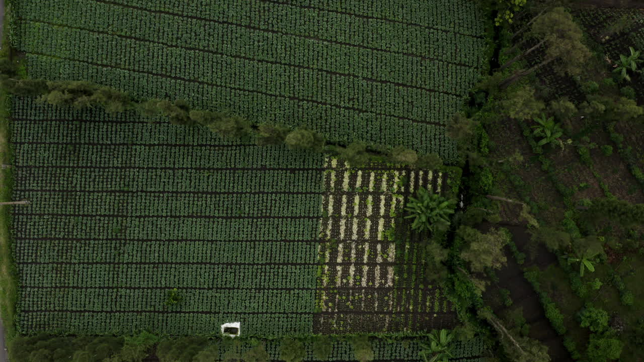 Top down green vegetable fields in Cemoro Lawang village, East Java