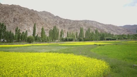 Schwenkaufnahme-Von-Senffeldern-Mit-Dem-Hintergrund-Des-Oberen-Himalaya-Von-Leh,-Ladakh,-Indien