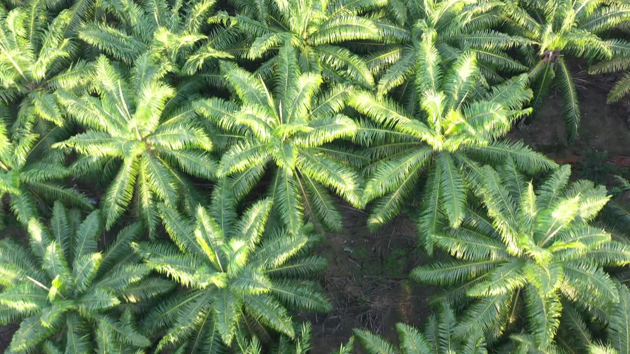 동남아시아, 말레이시아 시골에 있는 밀집된 성숙한 기름 야자 농장을 가로질러 날아가는 드론