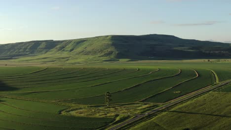 Long-evening-shadows-on-soy-bean-crop-farm-in-rural-African-aerial