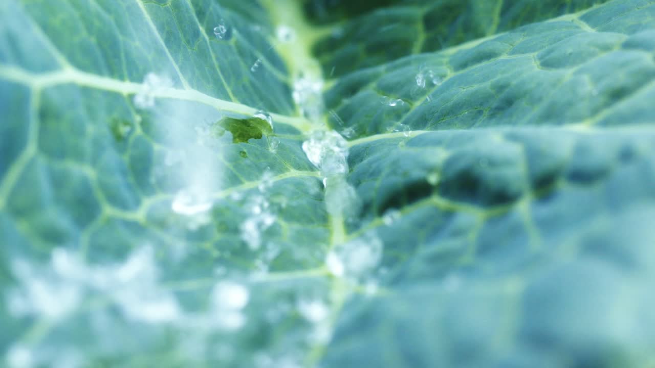 Water Droplets on Cabbage Leaf
