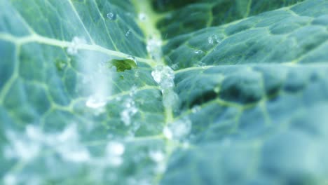 water droplets on cabbage leaf