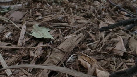 Impresionante-Tarántula-En-El-Suelo-Del-Bosque-De-Cerca