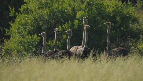 una bandada de avestruces vaga por la sabana africana