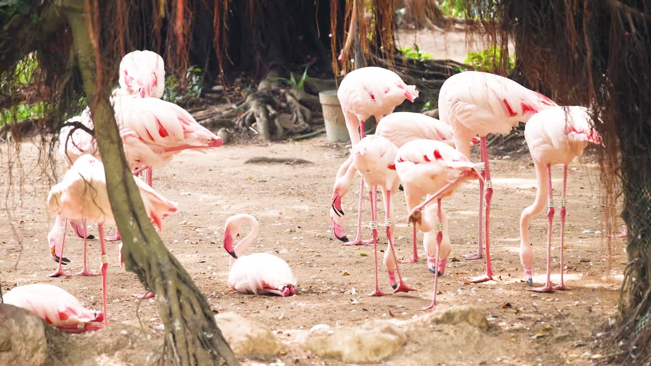 자연 환경 에서 상호 작용 하는 플라밍고