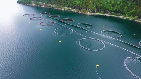 aerial footage farm salmon fishing in norway