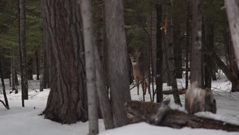 Schneeflocken-Und-Ein-Reh-In-Einem-Winterlich-Verschneiten-Wald