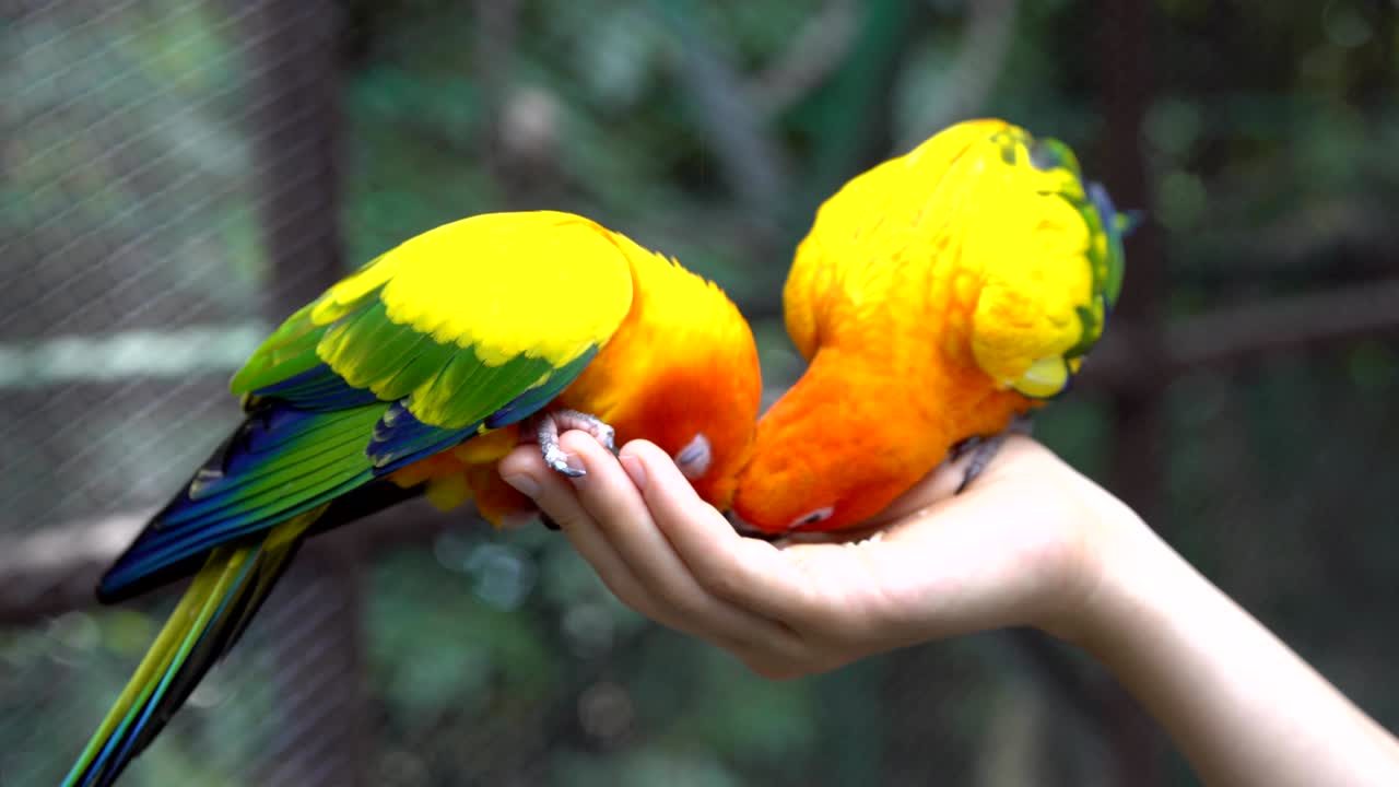 sostener a mano y alimentar loros - concepto de cuidado de los animales.