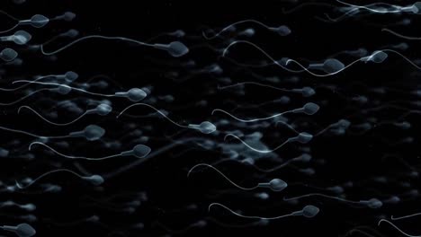 Sich-Bewegende-Eizelle,-Die-Durch-Spermien-Befruchtet-Wird