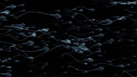moving egg cell being fertilized by sperm