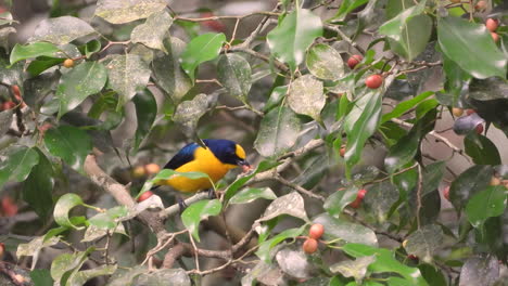 Eufonía-De-Garganta-Amarilla-Comiendo-Bayas-De-Muérdago