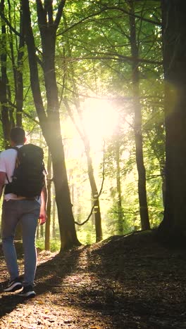 hiker in a sunny forest path