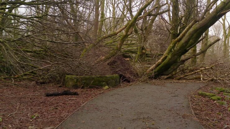 Following along path witnessing fallen trees and forest debris scattered across a muddy woodland area, storm aftermath