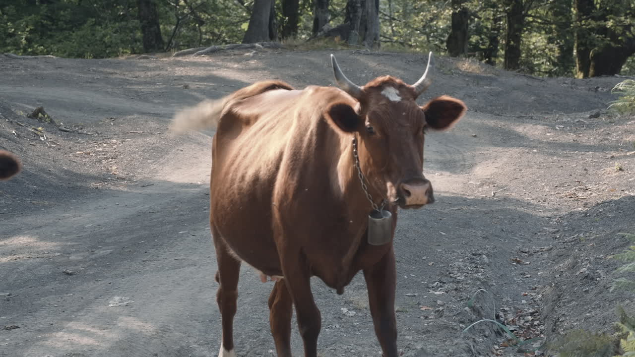 Mucca Marrone in una Foresta di Montagna