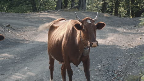 brown cow in a mountain forest