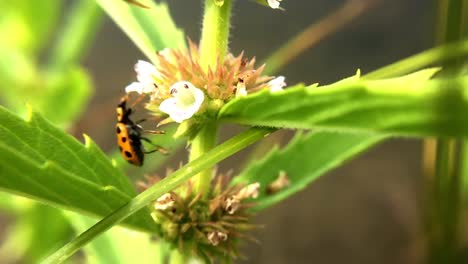 Eine-Makroaufnahme-In-Zeitlupe-Eines-Marienkäfers,-Der-Eine-Blume-Erreicht-Und-Sich-Hochzieht