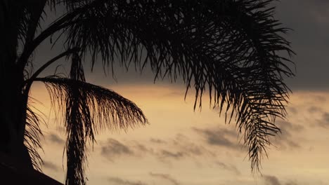 Palmensilhouette-Mit-Großen-Wolken-Bei-Sonnenuntergang-Australien-Gippsland-Victoria-Maffra