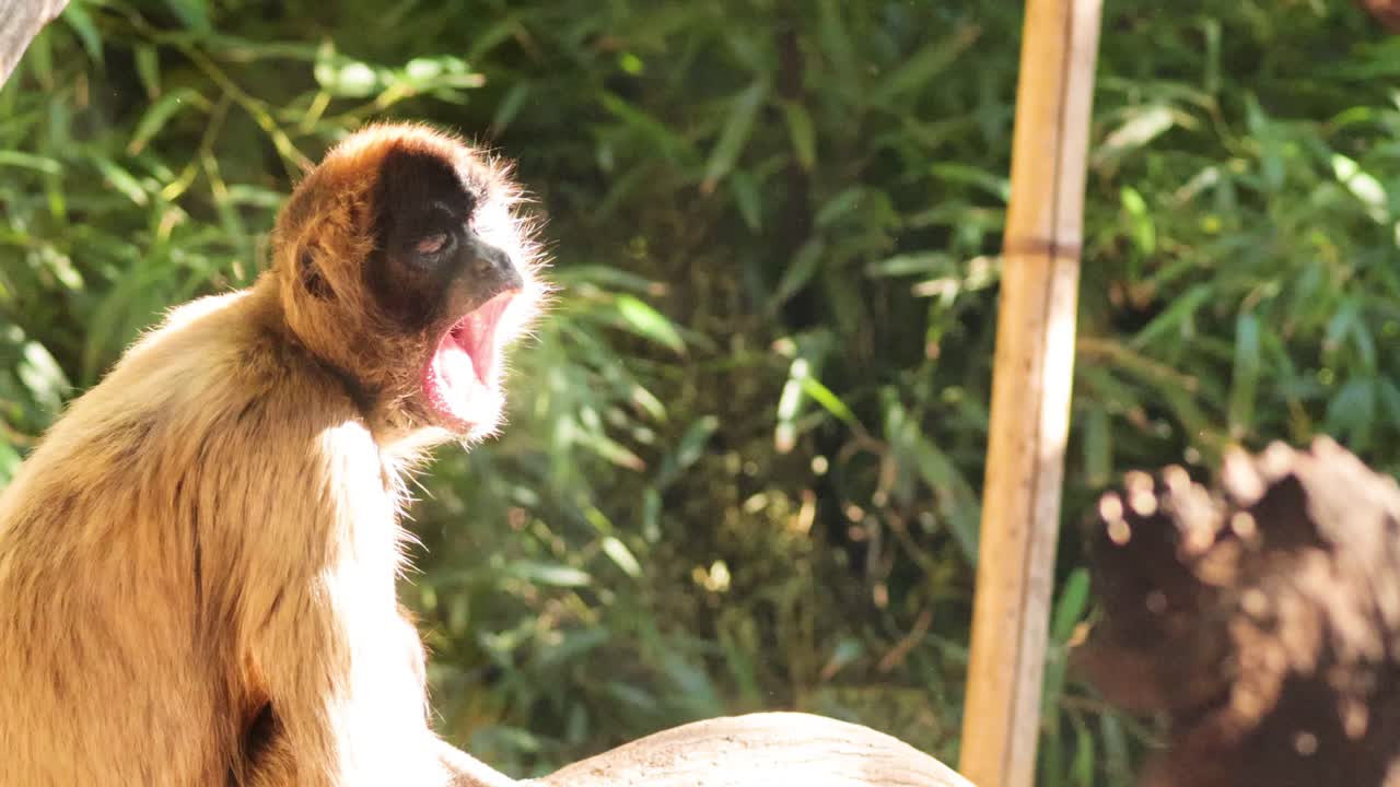 원이가 동물원에서 앉아서 대화하고 있습니다.