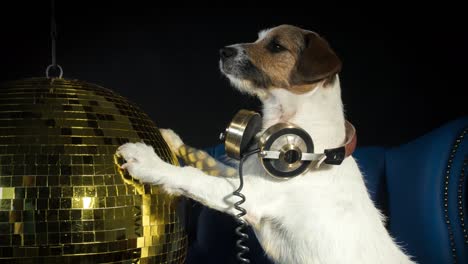 Dog-Gold-Disco-4K-08