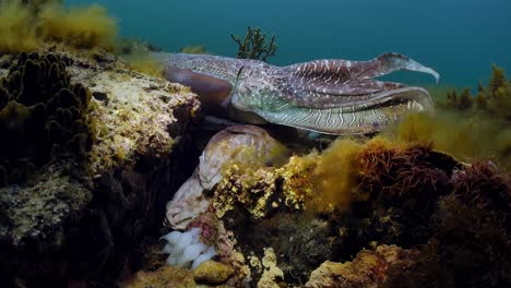 Riesige-Australische-Tintenfische-Sepia-Apama-Migration-Whyalla-Südaustralien-4k-Zeitlupe,-Paarung,-Eier-Legen,-Kämpfen,-Aggregation,-Unter-Wasser