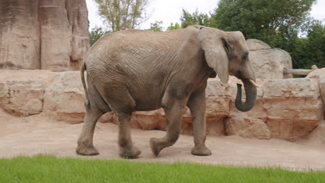 elefante africano caminando en el zoológico